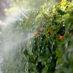 Система За Поливане и Охлаждане Чрез Водна Мъгла - MISTIKO®, sistema za polivane i ohlajdane chrez vodna magla mistiko